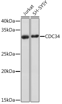 CDC34 Rabbit mAb
