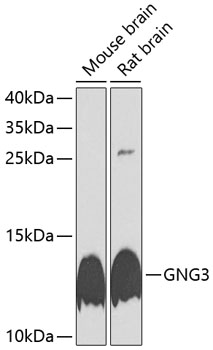 GNG3 Rabbit pAb