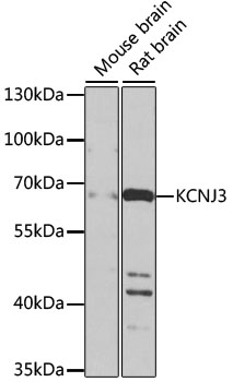 KCNJ3 Rabbit pAb