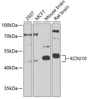 KCNJ10 Rabbit pAb