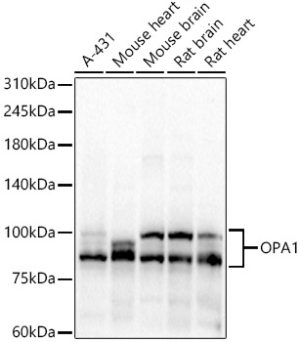 OPA1 Rabbit pAb