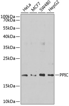 PPIC Rabbit pAb