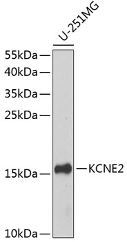 KCNE2 Rabbit pAb