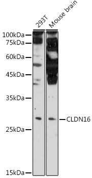CLDN16 Rabbit pAb