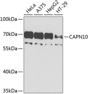 CAPN10 Rabbit pAb