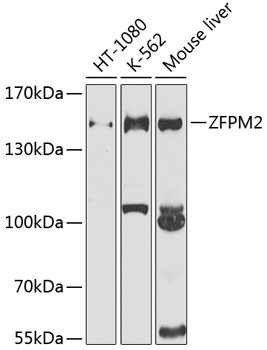 ZFPM2 Rabbit pAb