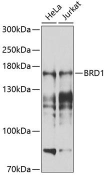 BRD1 Rabbit pAb