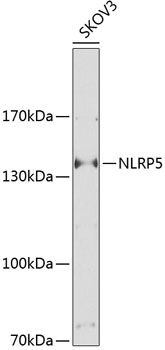 NLRP5 Rabbit pAb