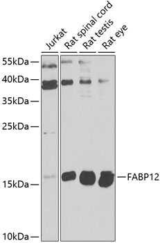 FABP12 Rabbit pAb