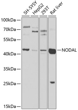 NODAL Rabbit pAb