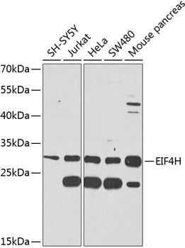 EIF4H Rabbit pAb