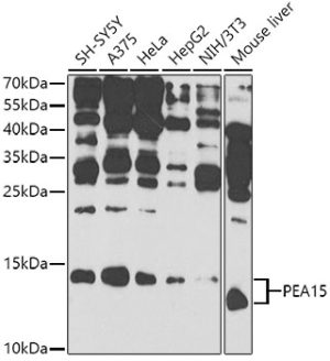 PEA15 Rabbit pAb