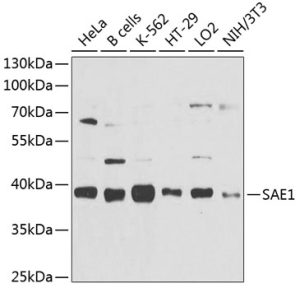 SAE1 Rabbit pAb