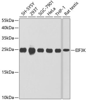 EIF3K Rabbit pAb