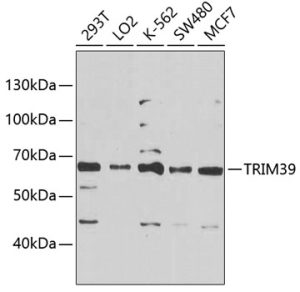 TRIM39 Rabbit pAb