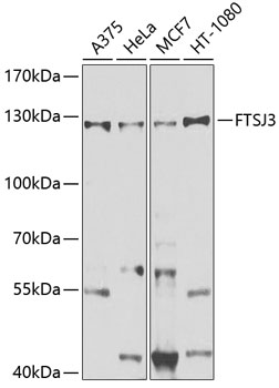 FTSJ3 Rabbit pAb