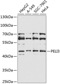 PELI3 Rabbit pAb
