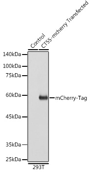 Mouse anti mCherry-Tag mAb