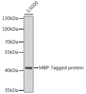 Mouse anti MBP-Tag mAb