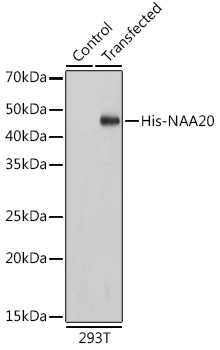HRP-conjugated Mouse anti His-Tag mAb