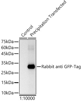 HRP-conjugated Rabbit anti GFP-Tag mAb