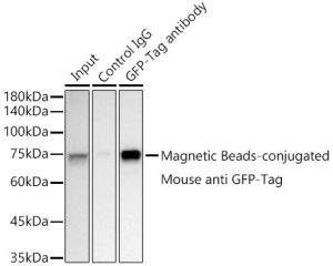 Magnetic Beads-conjugated Mouse anti GFP-Tag mAb