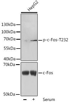 Phospho-c-Fos-T232 Rabbit pAb