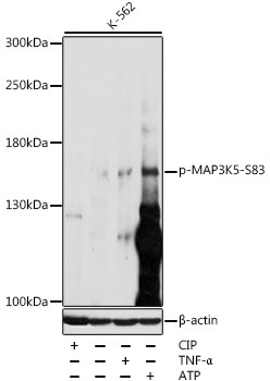 Phospho-MAP3K5-S83 Rabbit pAb
