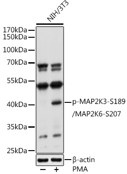Phospho-MAP2K3-S189/MAP2K6-S207 Rabbit pAb