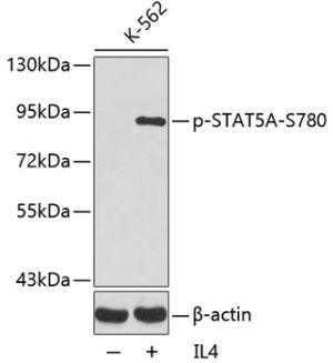 Phospho-STAT5A-S780 Rabbit pAb