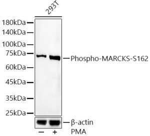 Phospho-MARCKS-S162 Rabbit pAb