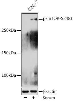 Phospho-mTOR-S2481 Rabbit pAb