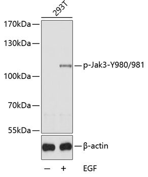 Phospho-Jak3-Y980/981 Rabbit pAb