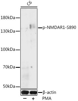 Phospho-NMDAR1-S890 Rabbit pAb