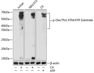 Phospho-(Ser/Thr) ATM/ATR Substrate Rabbit pAb