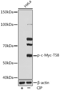Phospho-c-Myc-T58 Rabbit mAb