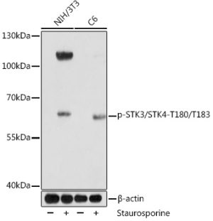 Phospho-STK3/STK4-T180/T183 Rabbit pAb