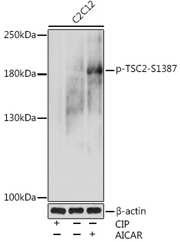 Phospho-TSC2-S1387 Rabbit pAb