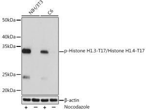 Phospho-Histone H1.3-T17/Histone H1.4-T17 Rabbit mAb