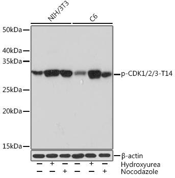 Phospho-CDK1/2/3-T14 Rabbit mAb