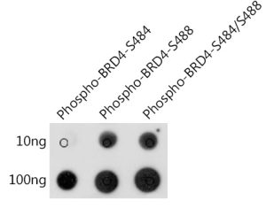 Phospho-BRD4-S484/S488 Rabbit pAb