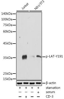 Phospho-LAT-Y191 Rabbit pAb