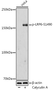 Phospho-LRP6-S1490 Rabbit pAb