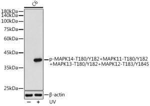 Phospho-MAPK14-T180/Y182+MAPK11-T180/Y182+MAPK13-T180/Y182+MAPK12-T183/Y1845  Rabbit pAb