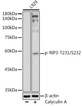 Phospho-RIP3-T231/S232 Rabbit pAb