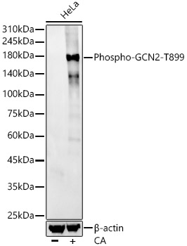 Phospho-GCN2-T899 Rabbit mAb