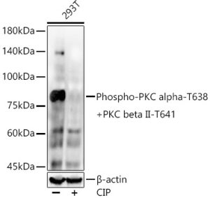 Phospho-PKC alpha-T638 + PKC beta II-T641 Rabbit mAb