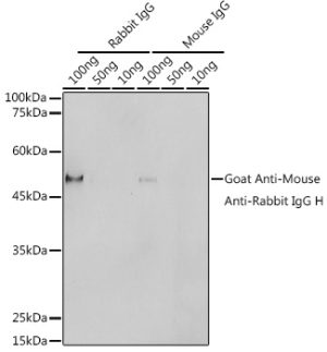 HRP polymer-conjugated Goat Anti-Mouse Anti-Rabbit IgG H