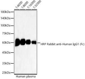 HRP-conjugated Rabbit anti-Human IgG1 (Fc)  mAb