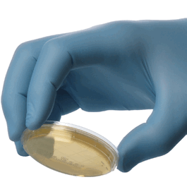 Tryptic Soy Agar (TSA) with Lecithin and Tween 80, USP, Contact Plate with Lok-Tight Friction Lid